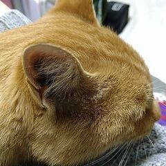 保護猫　去勢予定オス猫（年齢不詳だが若い） - 猫
