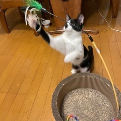 エイズキャリア　ダイアモンドの柄が可愛い - 猫