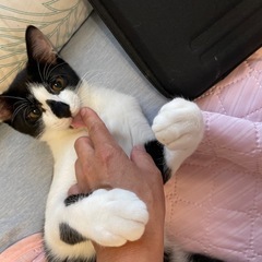 エイズキャリア　ダイアモンドの柄が可愛い − 千葉県