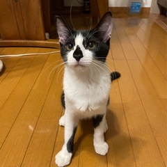 エイズキャリア　ダイアモンドの柄が可愛いの画像