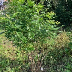 シマトネリコ　株立ちの画像