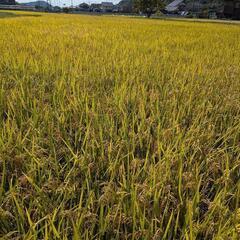 無農薬無化成肥料の玄米30キロ