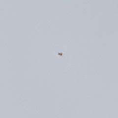 0円！【120×60×H70】センターテーブル 白の画像