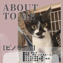 【ピノ】小粒ゴロゴロにゃんこ♡
