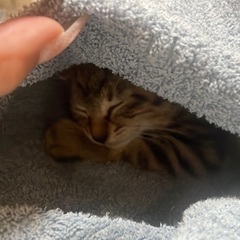子猫 保護しました💦