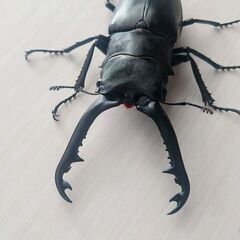 ギラファノコギリクワガタ ペア ケイスケ