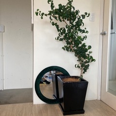 ベンジャミン(観葉植物)