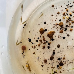 ミナミヌマエビ15匹の画像