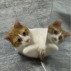 猫の餌譲ってください
