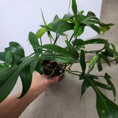 観葉植物フィロデンドロン　サクララン２点　の画像