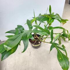 観葉植物フィロデンドロン　サクララン２点　の画像