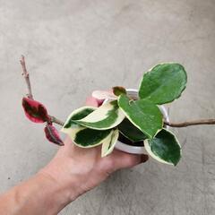 観葉植物フィロデンドロン　サクララン２点　の画像