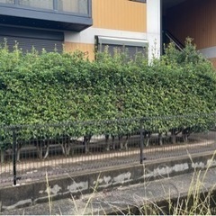 植栽、植木、植え木の画像