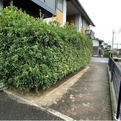 植栽、植木、植え木