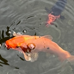 100均　訳あり　錦鯉　稚魚