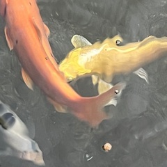 100均　訳あり　錦鯉　稚魚の画像