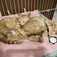 岐阜市保護猫譲渡会in柳津 - その他