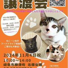 岐阜市保護猫譲渡会in柳津