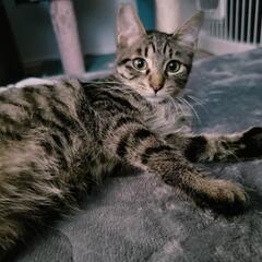 岐阜市保護猫譲渡会in柳津 - 岐阜市