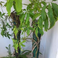 【💖Thankyou💖】🌿シンゴニウム2点セット🌿植物/早目の取引き希望の画像