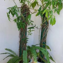 【💖Thankyou💖】🌿シンゴニウム2点セット🌿植物/早目の取...