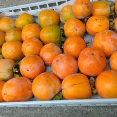 最終　☆ 珍しい柿　禅寺丸柿　☆無農薬！　食べてみませんか？　☆