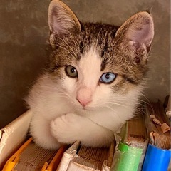 オッドアイの子猫