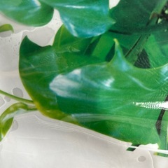 新品　ウォールステッカー　植物　犬の画像