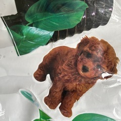 新品　ウォールステッカー　植物　犬の画像