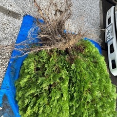 シンボルツリーや植栽でいかがですか？の画像