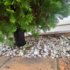 シンボルツリーや植栽でいかがですか？の画像