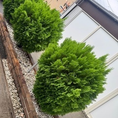 シンボルツリーや植栽でいかがですか？の画像