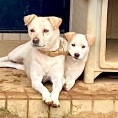生後2ヶ月半のメス犬の里親募集