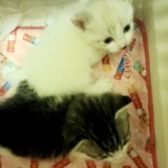 生後約１ヶ月　子猫　キジ白