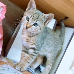 積極的なキジトラちゃん