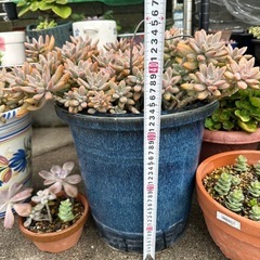 多肉植物　植木鉢まるこど