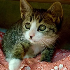 ちょっとシャイなキジ白ちゃん