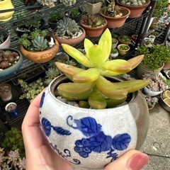 多肉植物