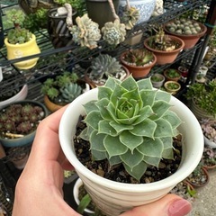  多肉植物