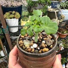 多肉植物