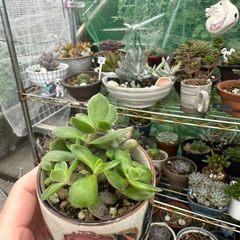 多肉植物