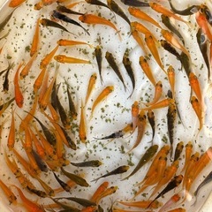★錦鯉　ミックス　３〜5cm程度　20匹セット の画像