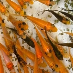 ★錦鯉　ミックス　３〜5cm程度　20匹セット の画像