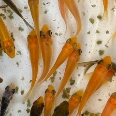 ★錦鯉　ミックス　３〜5cm程度　20匹セット の画像