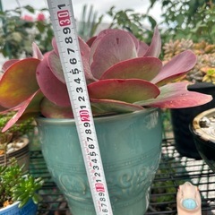 多肉植物