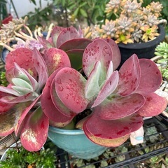 多肉植物の画像