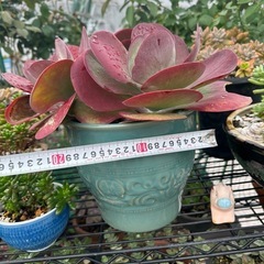 多肉植物の画像