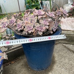 多肉植物　特大の画像