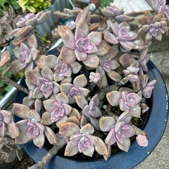 多肉植物　特大の画像