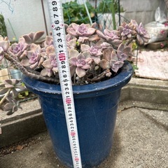多肉植物　特大